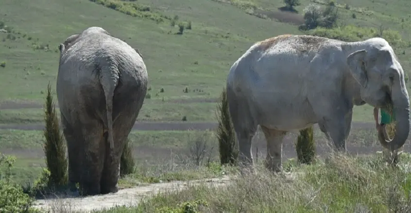 مصرع مليونير أميركي تحت اقدام فيل