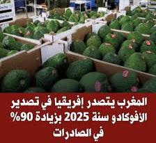المغرب اكبر مصدر للافاكادو في افريقيا 2025