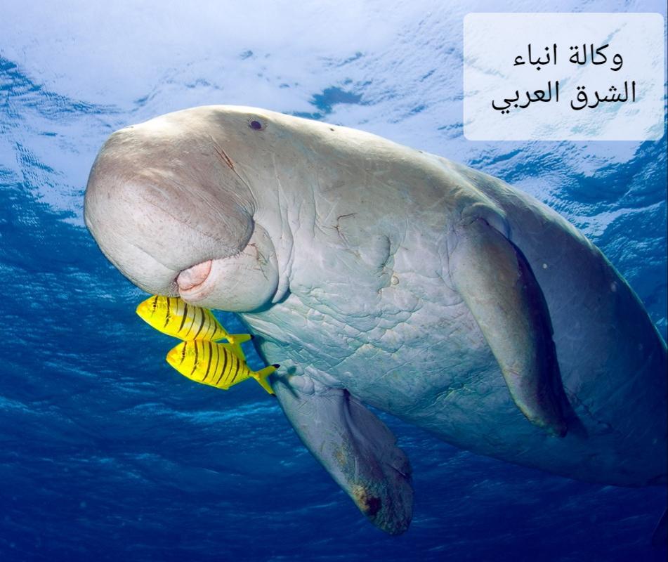 ٢٠٢٦٠٢١٧_٠٣٤٧١٩