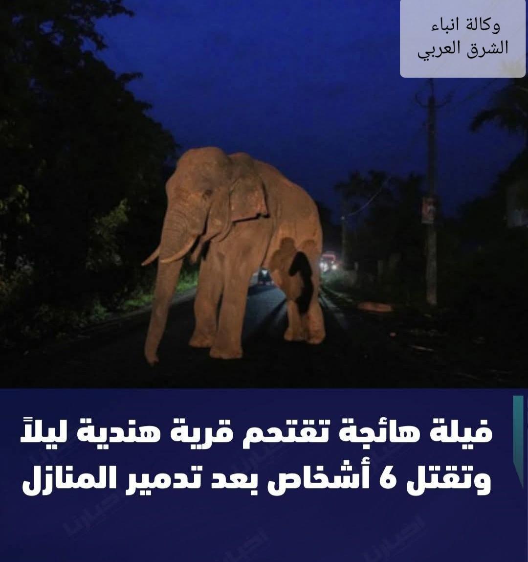 مقتل ستة أشخاص عقب اقتحم سرب من الفيلة قرية شرق الهند