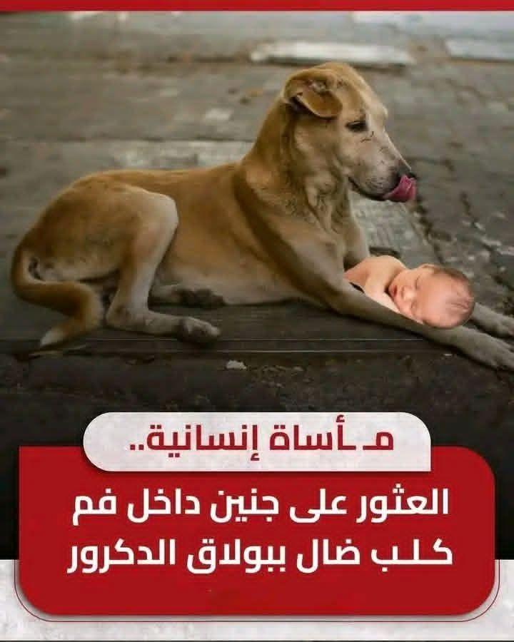 العثور على جثة جنين في فم كلب ضال في بولاق