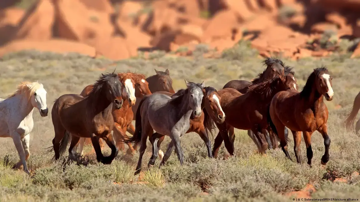 نقل 147 خيلا جوًا من قطر إلى أوروبا