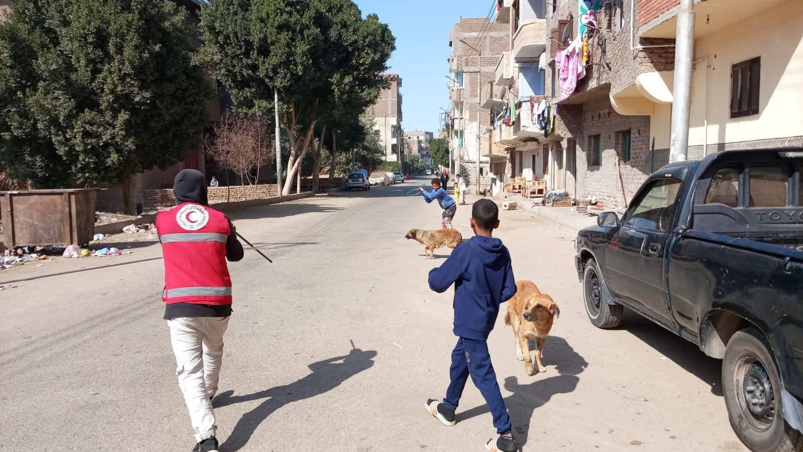 بيطري قنا: تحصين 38 كلبًا ضالًا بنطاق مستشفى الحميات بالبندر