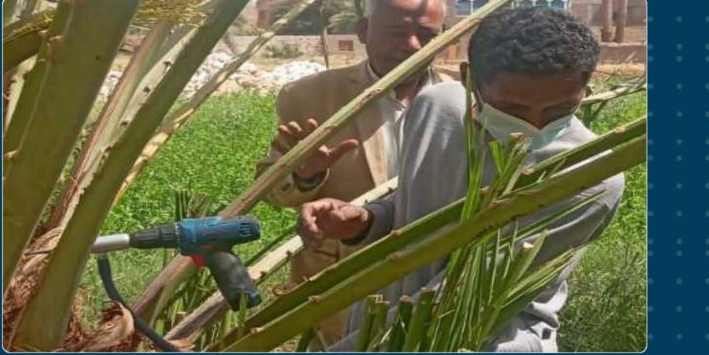 زراعة قنا تطلق حملة مكبرة لمكافحة سوسة النخيل بأحدث أجهزة الحقن