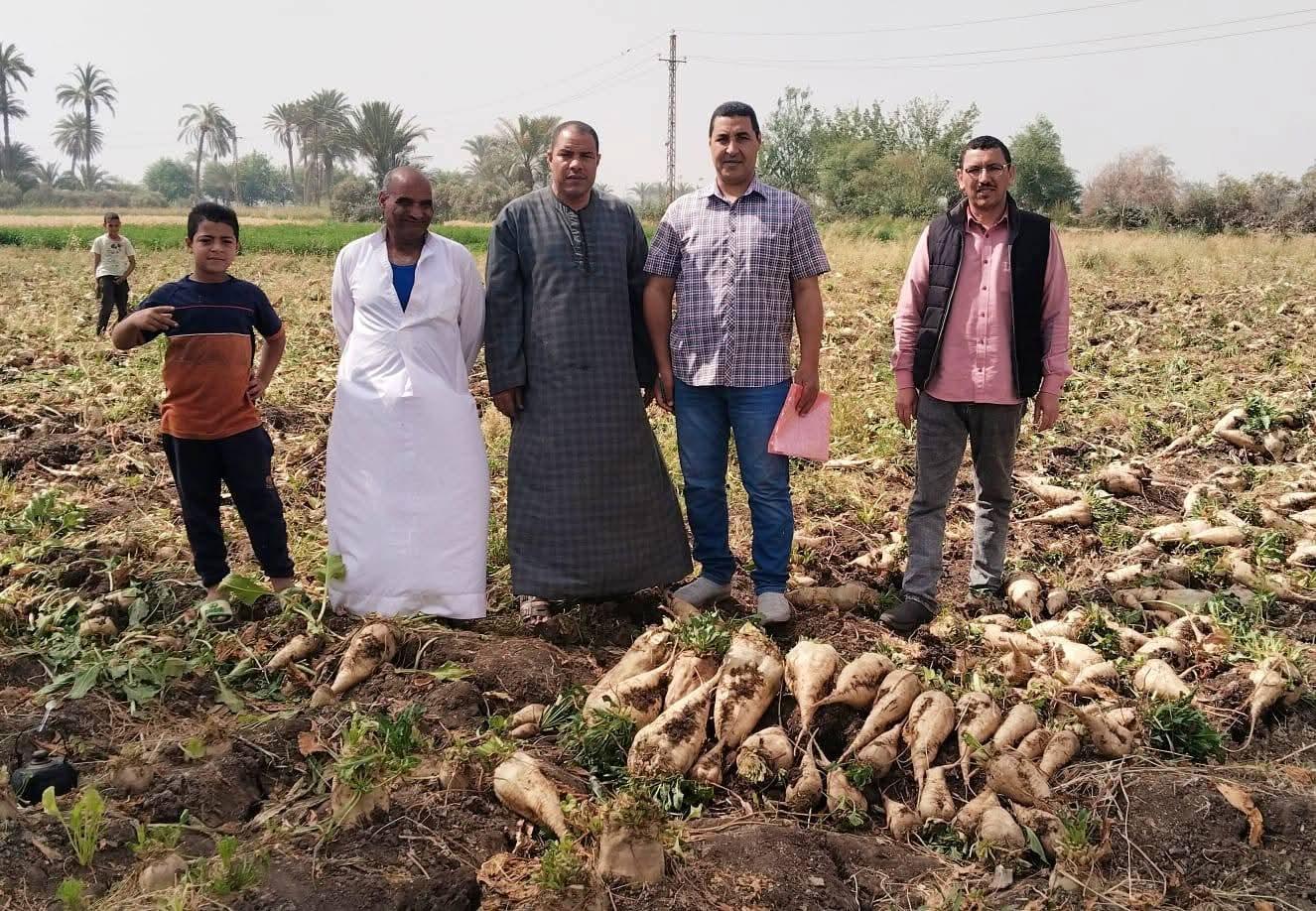 قطاع الزراعة بالفيوم ينفذ يوما لحصاد محصول بنجر السكر بمركز إبشواي
