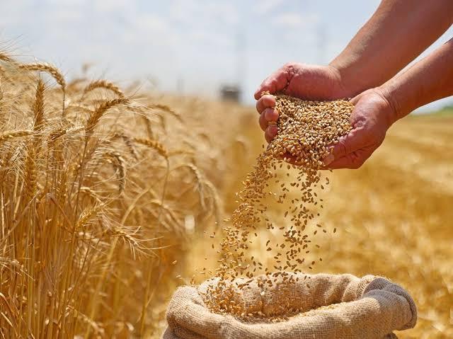 قرارات الرئيس السيسي بشأن سعر توريد أردب القمح ودعم السوق المصري